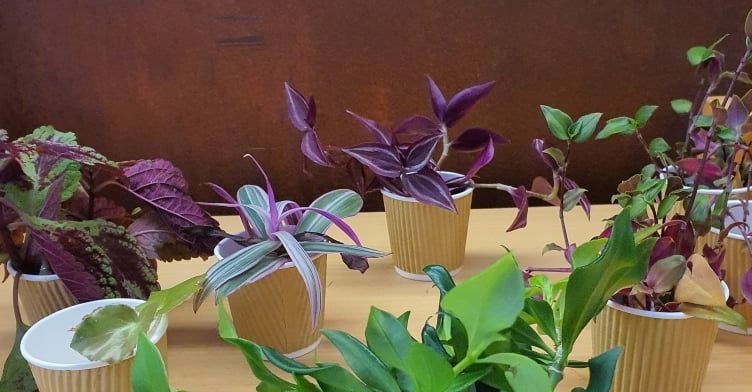 Skiptiplöntumarkaður - og söguganga