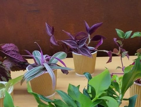 Skiptiplöntumarkaður - og söguganga